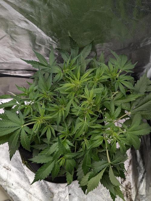 Purple Dream Auto x3. Week 6