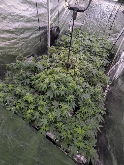 Purple Dream Auto x3. Week 6