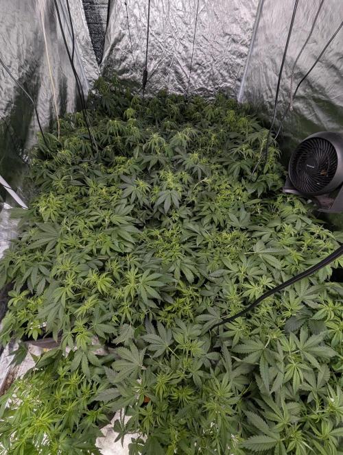 Purple Dream Auto. Week 6