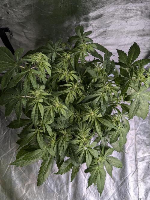 Melon Mosh Auto x4. Week 6
