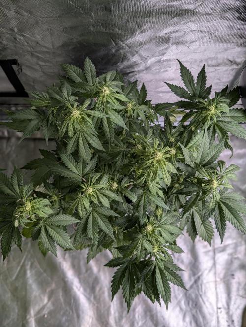 Melon Mosh Auto x4. Week 6