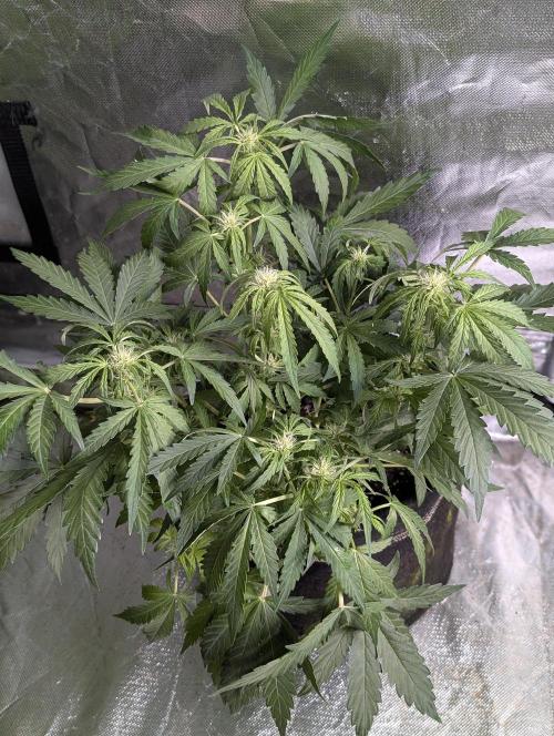 Melon Mosh Auto x4. Week 6 - N3