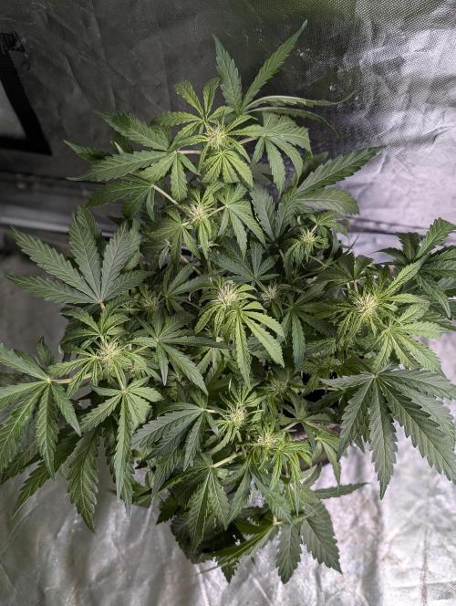 Melon Mosh Auto x4. Week 6