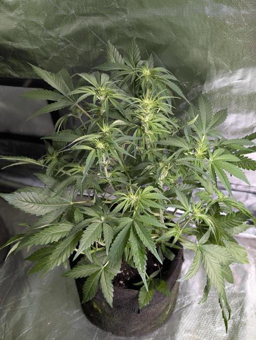 Melon Mosh Auto x4. Week 6 - N4