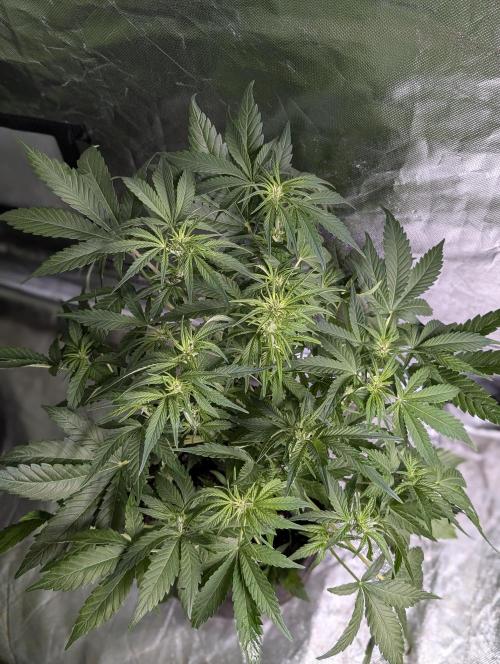 Melon Mosh Auto x4. Week 6