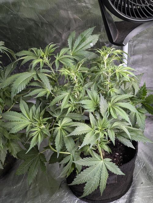 Melon Mosh Auto x4. Week 6 - N1