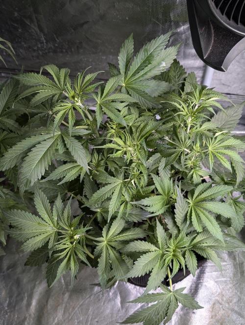 Melon Mosh Auto x4. Week 6