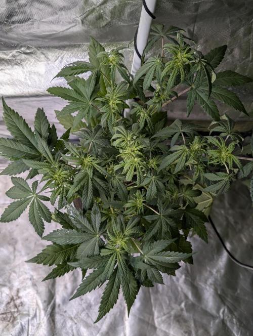 Melon Mosh Auto x4. Week 6
