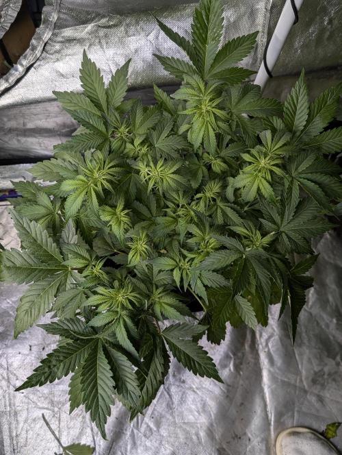 Melon Mosh Auto x4. Week 6