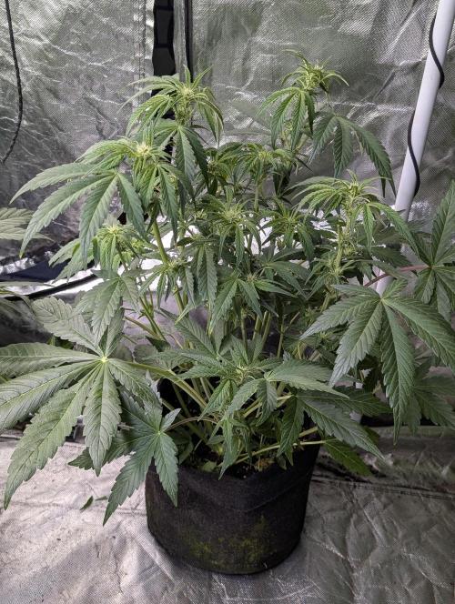 Melon Mosh Auto x3. Week 6 - N1