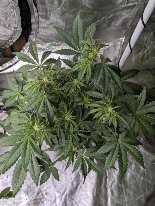 Melon Mosh Auto x3. Week 6