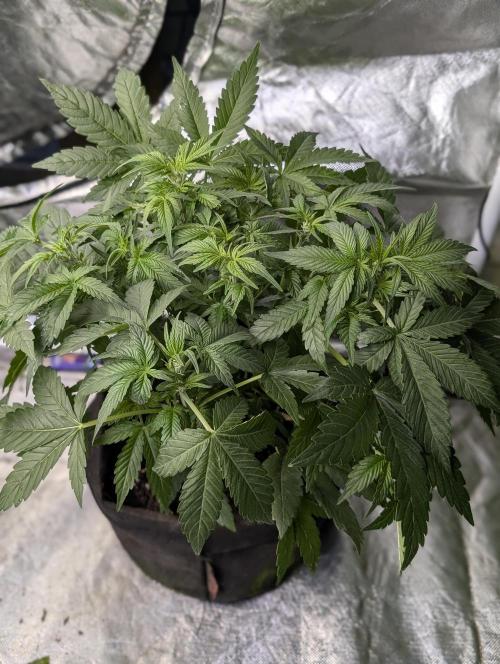 Melon Mosh Auto x3. Week 6 - N2
