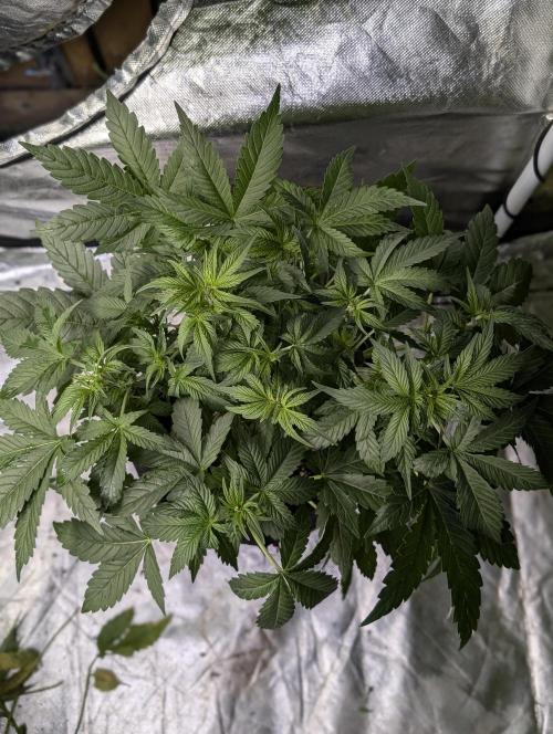 Melon Mosh Auto x3. Week 6