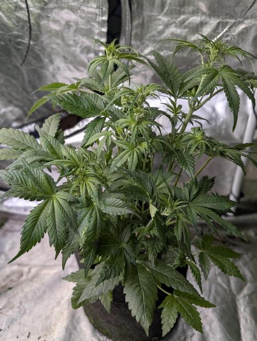 Melon Mosh Auto x3. Week 6 - N3