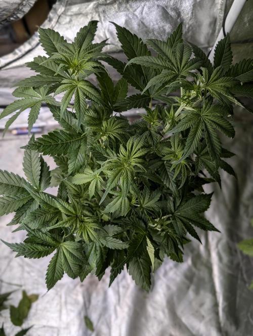 Melon Mosh Auto x3. Week 6