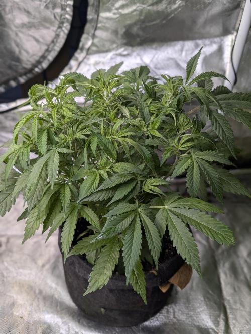 Melon Mosh Auto x3. Week 6 - N1