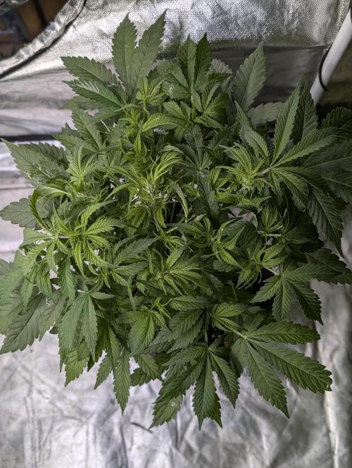 Melon Mosh Auto x3. Week 6