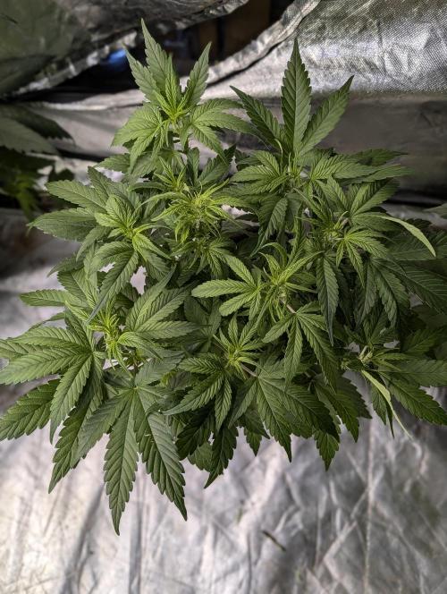 Melon Mosh Auto x3. Week 6