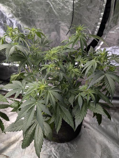 Melon Mosh Auto x3. Week 6 - N3