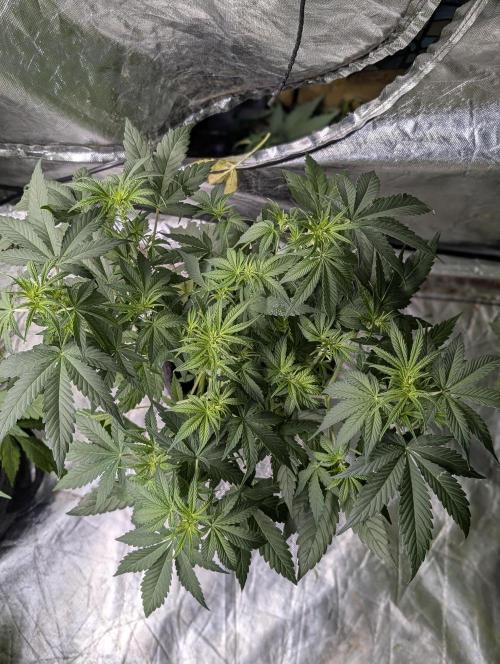 Melon Mosh Auto x3. Week 6