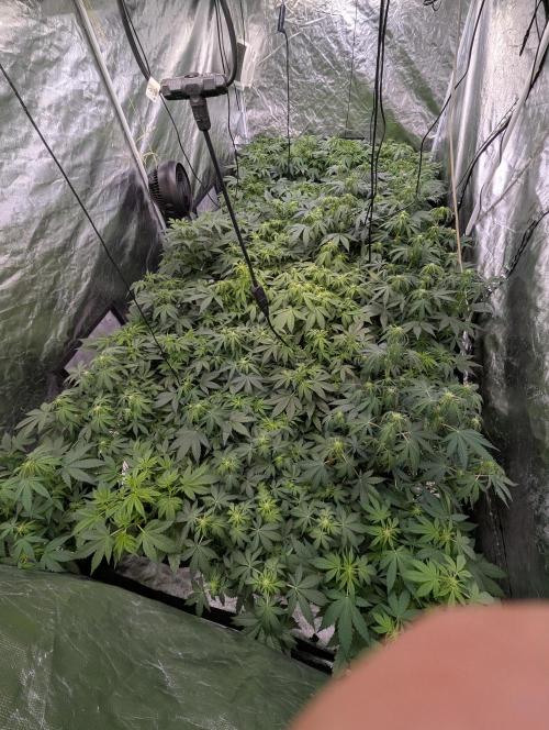 Melon Mosh Auto x3. Week 6