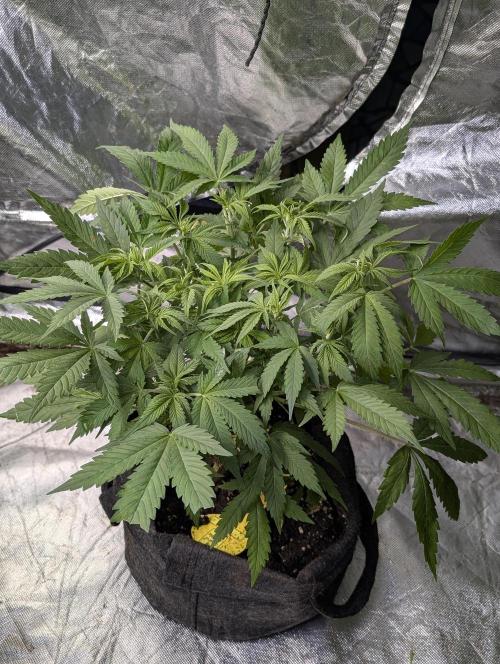Cotton Berry Rush Auto x4. Week 6 - N1