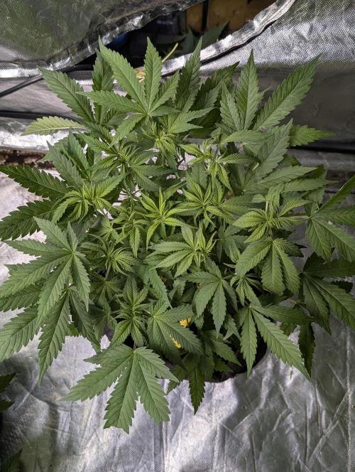 Cotton Berry Rush Auto x4. Week 6