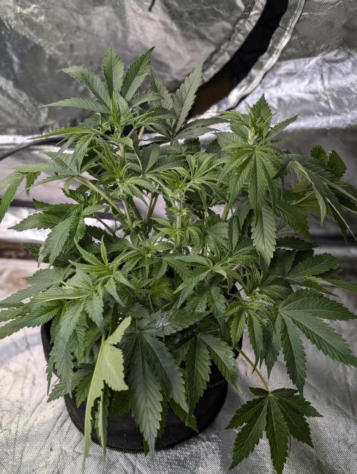 Cotton Berry Rush Auto x4. Week 6 - N2