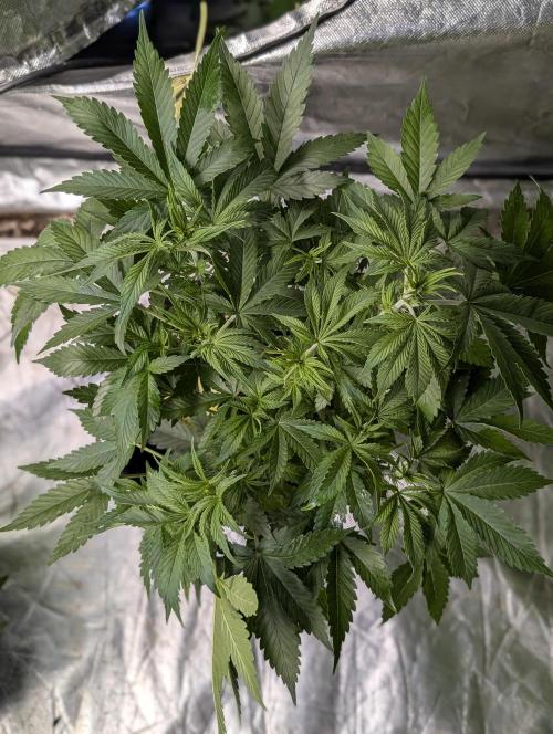 Cotton Berry Rush Auto x4. Week 6