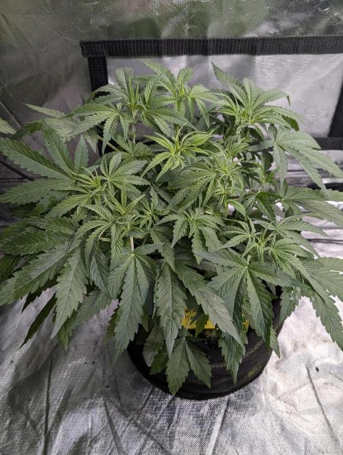 Cotton Berry Rush Auto x4. Week 6 - N3