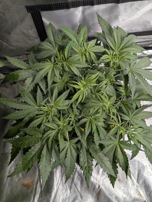 Cotton Berry Rush Auto x4. Week 6