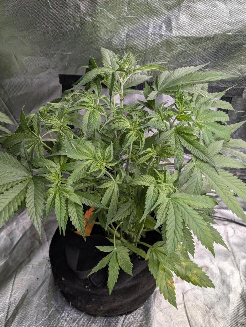 Cotton Berry Rush Auto x4. Week 6 - N4