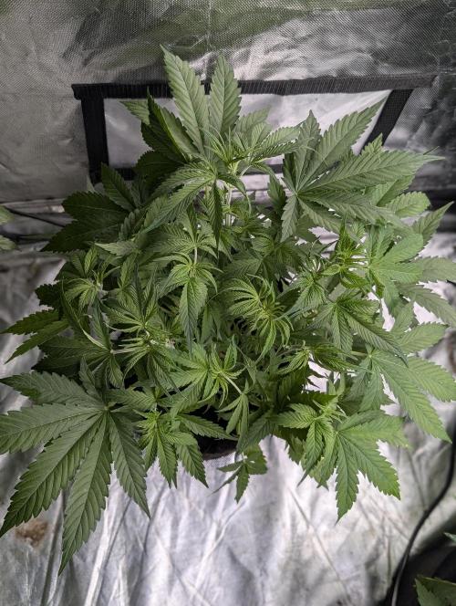 Cotton Berry Rush Auto x4. Week 6