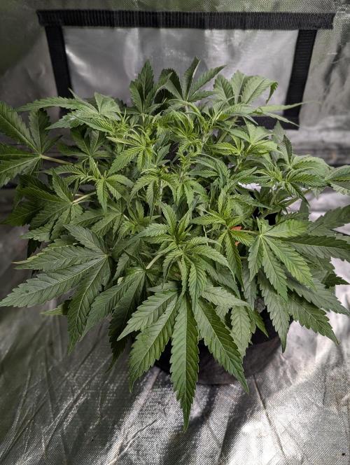 Cotton Berry Rush Auto x4. Week 6 - N1