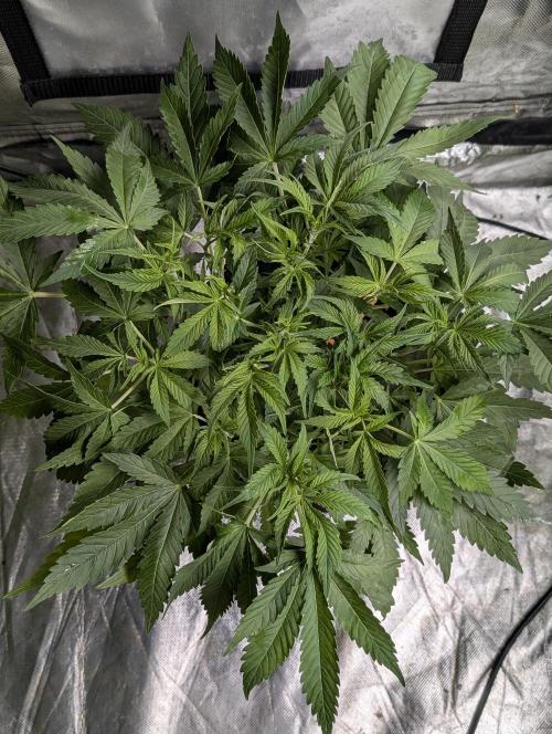 Cotton Berry Rush Auto x4. Week 6