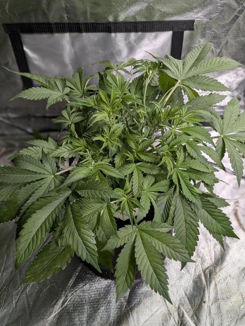 Cotton Berry Rush Auto x4. Week 6 - N2