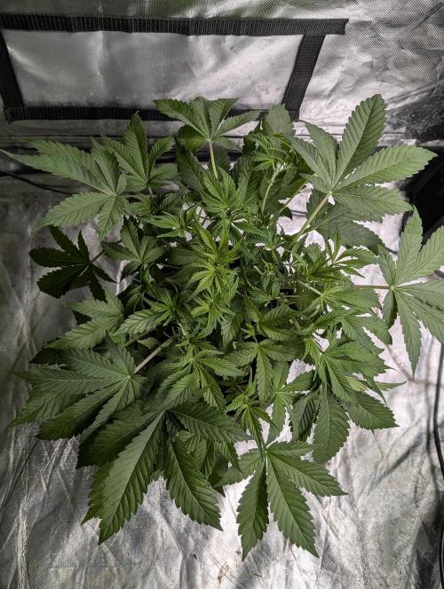Cotton Berry Rush Auto x4. Week 6