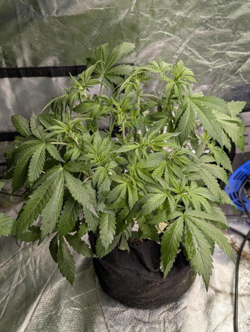 Cotton Berry Rush Auto x4. Week 6 - N3