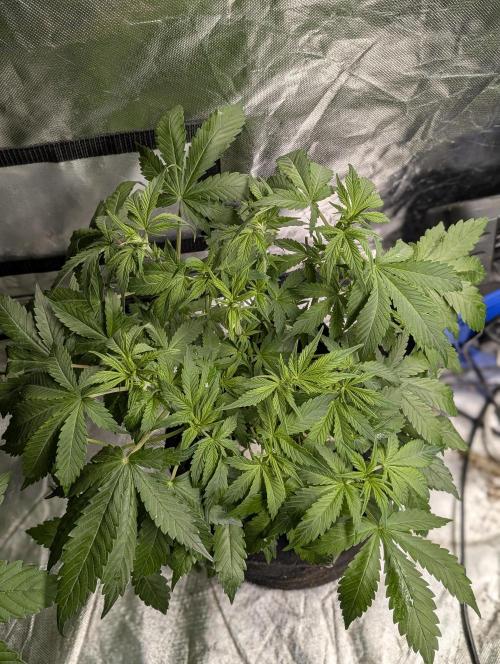 Cotton Berry Rush Auto x4. Week 6
