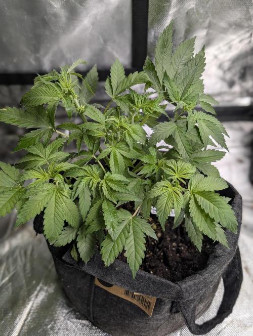 Cotton Berry Rush Auto x4. Week 6 - N4