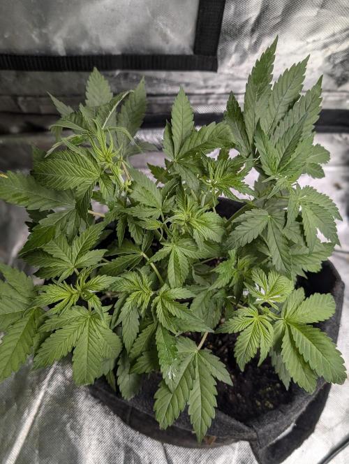 Cotton Berry Rush Auto x4. Week 6