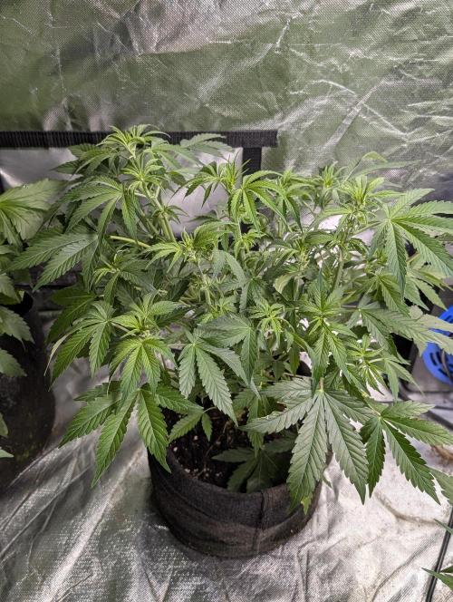 Cotton Berry Rush Auto x3. Week 6 - N1