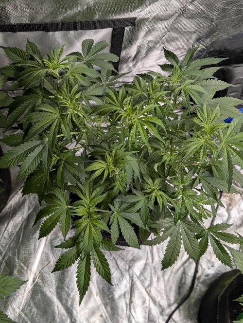 Cotton Berry Rush Auto x3. Week 6