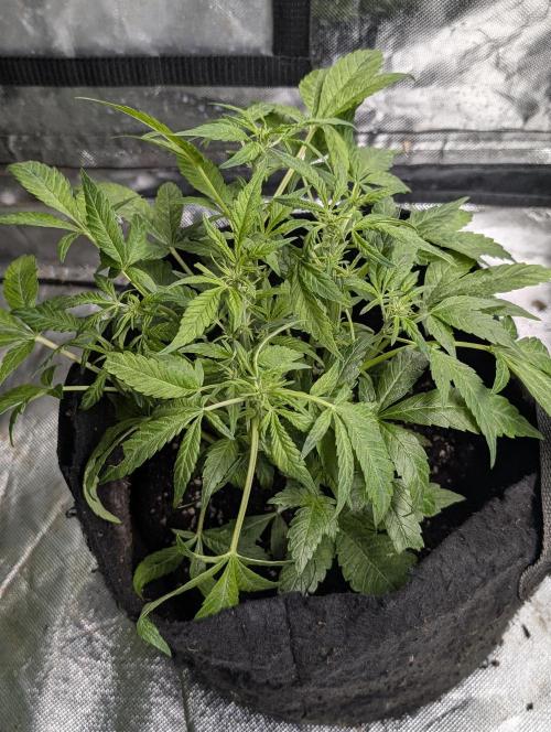 Cotton Berry Rush Auto x3. Week 6 - N2