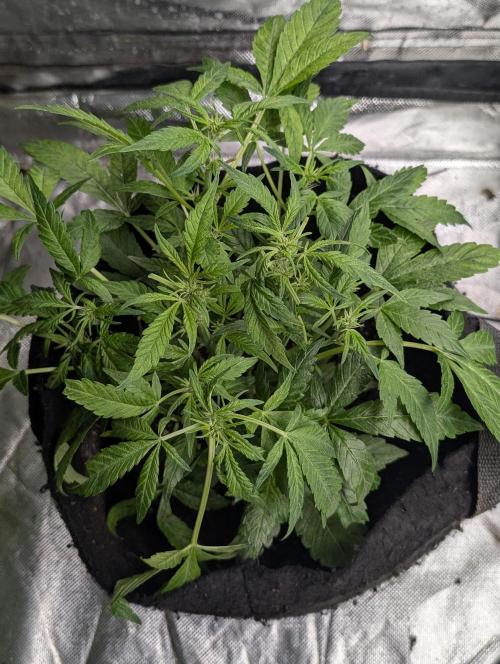 Cotton Berry Rush Auto x3. Week 6