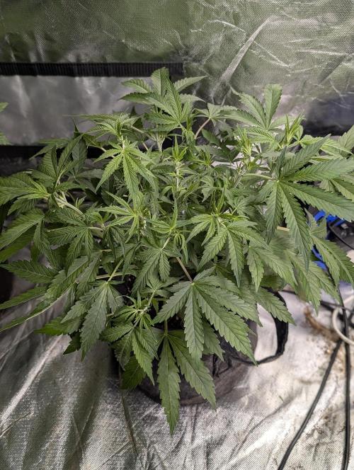 Cotton Berry Rush Auto x3. Week 6 - N3
