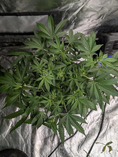 Cotton Berry Rush Auto x3. Week 6