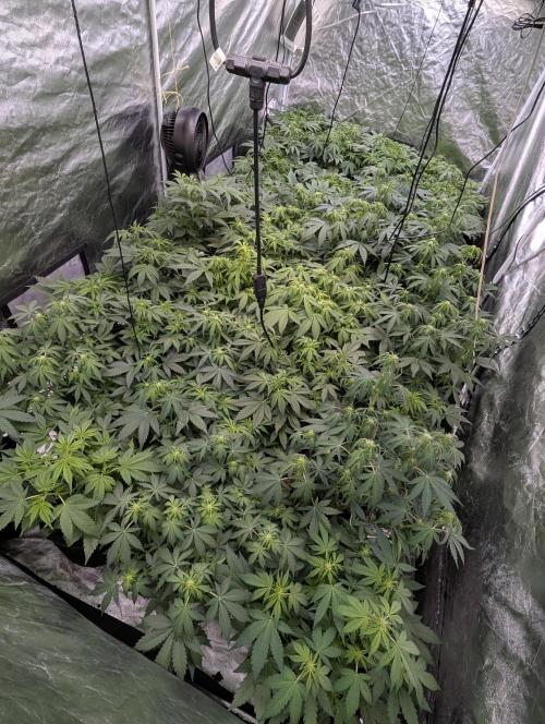 Cotton Berry Rush Auto x3. Week 6