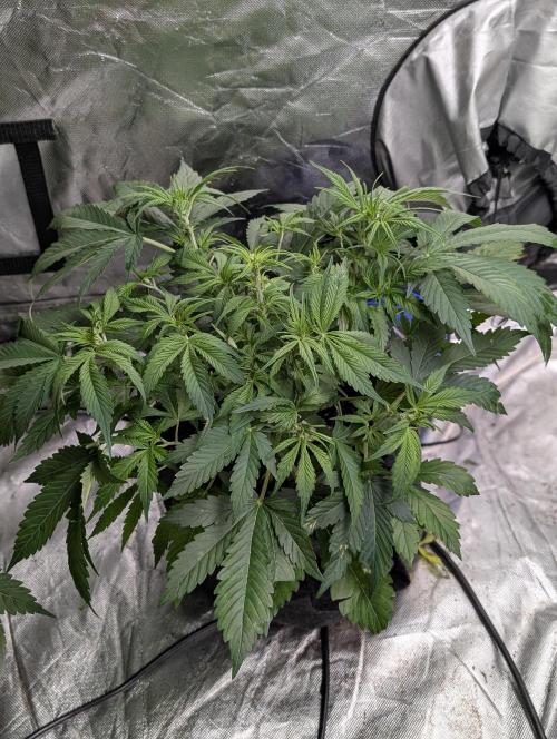 Cotton Berry Rush Auto x3. Week 6 - N1