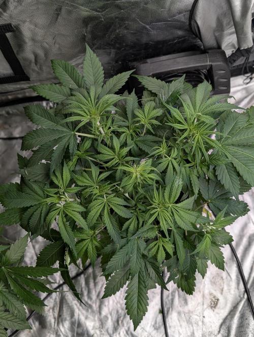 Cotton Berry Rush Auto x3. Week 6